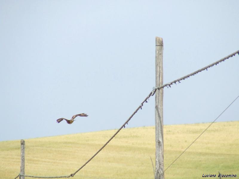 poiane foto